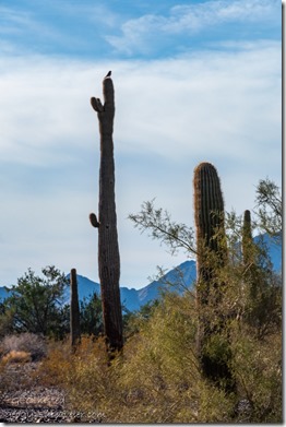 10b DSC_0043lewfbr Kestrel bird Saguaro La Posa S BLM Quartzsite AZ fb