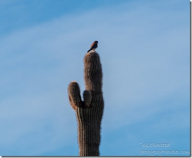 10c DSC_0050lecwfbr Kestrel bird Saguaro La Posa S BLM Quartzsite AZ fb