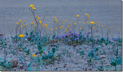 yellow Desert Marigold & purple Sand Verbena flowers Pilot Knob BLM LTVA Felicity CA