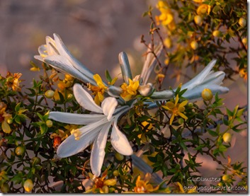 white Desert Lily & yellow Creosote flowers Pilot Knob BLM LTVA Felicity CA