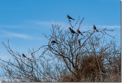 Great-tailed Grackle birds Mittry Lake Yuma AZ