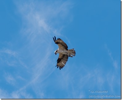 Osprey bird Mittry Lake Yuma AZ