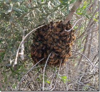 bees bearding Mittry Lake Yuma AZ