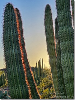 last light Organ pipe cactus ORPI NM AZ