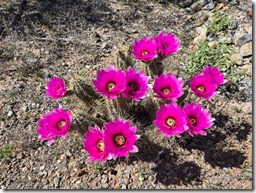 cactus flowers Ajo Mt Dr ORPI NM AZ