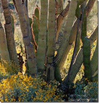 Organ Pipe cactus spine glow yellow Brittlebush Alley Rd BLM Ajo AZ