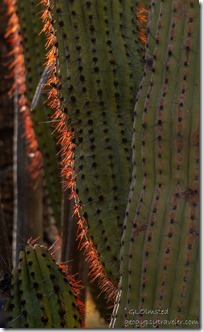 Organ Pipe cactus spine glow Alley Rd BLM Ajo AZ