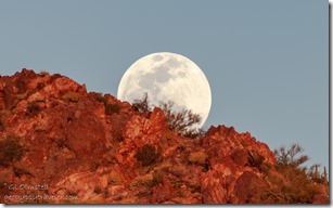 Saguaro desert mt moon rise Alley Rd BLM Ajo AZ