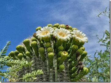flowering Saguaro SR97 to Bagdad AZ