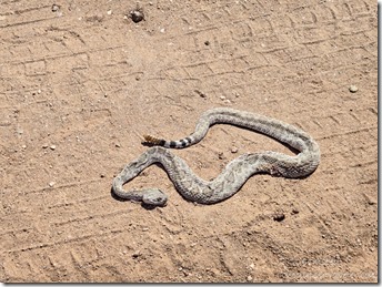 dead rattlesnake Cemetery Rd Congress AZ