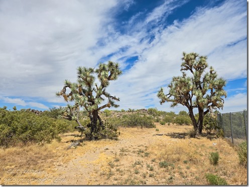 Joshua trees rest area US93 AZ