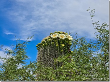 flowering Saguaro SR97 to Bagdad AZ