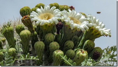 flowering Saguaro SR97 to Bagdad AZ