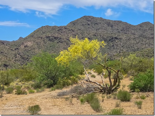 flowering Palo Verde tree desert rd off Bagdad Hwy AZ