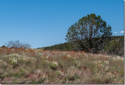 Orange Mallow flowers grasses Juniper tree FR35 Kaibab NF Ash Fork AZ