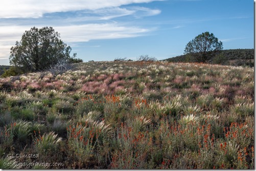 Orange Mallow flowers grasses Juniper trees FR35 Kaibab NF Ash Fork AZ