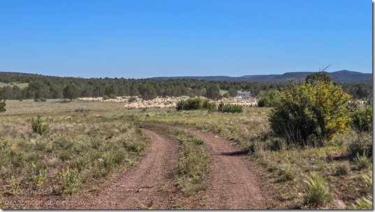 flock sheep FR35 Kaibab NF Ash Fork AZ