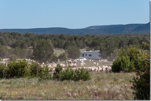 flock sheep RV FR35 Kaibab NF Ash Fork AZ