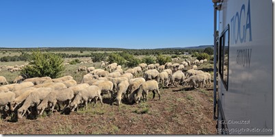 RV flock sheep FR35 Kaibab NF Ash Fork AZ