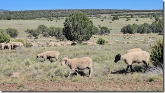 flock sheep FR35 Kaibab NF Ash Fork AZ