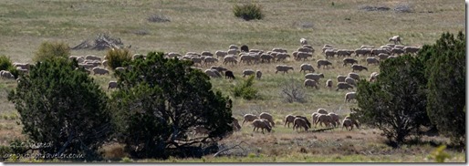 sheep FR35 Kaibab NF Ash Fork AZ