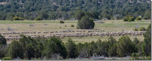 sheep FR35 Kaibab NF Ash Fork AZ