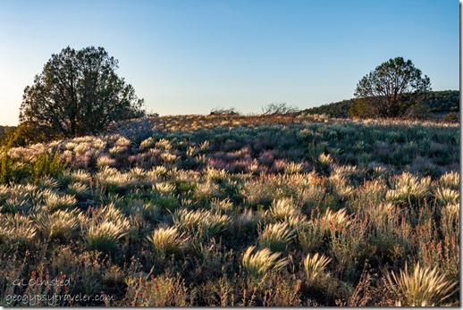 last light grasses & flowers trees FR35 Kaibab NF Ash Fork AZ