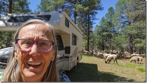 02 20240617_103545lewfbr Gaelyn sheep camp Kaibab NF FR48 Williams AZ-2