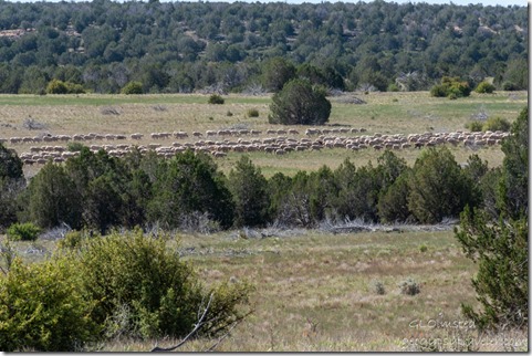 03 DSC_1977lewfbr sheep FR35 Kaibab NF Ash Fork AZ