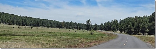 05 093519lecwfbr elk crossing Perkinsville Rd S Kaibab NF AZ-2