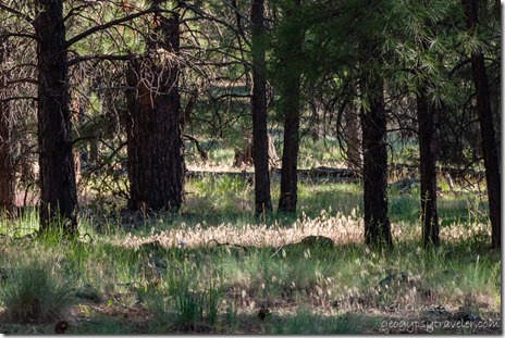 06 DSC_2116lewfbr glow on grass camp FR48 Kaibab NF Williams AZ fb