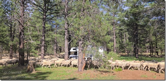 08 20240605_165823lecwfbr sheep RV camp FR48 Kaibab NF Williams AZ gfb-3